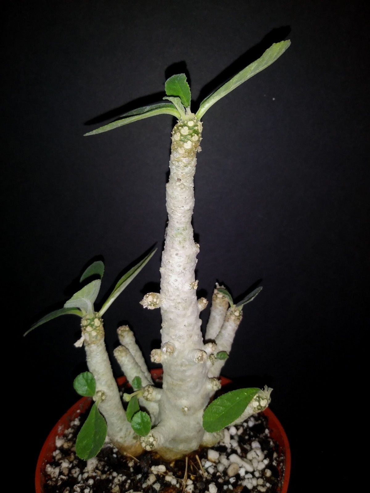 Dorstenia SP exotic caudex succulent plant