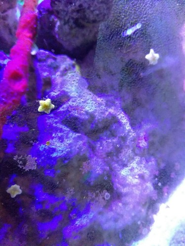 100+ Live Asterina Starfish ## Reef clean up cuc easy algae harlequin shrimp