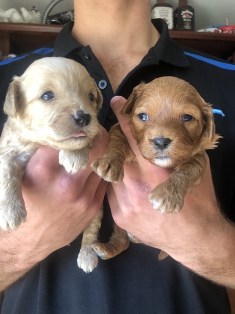 second generation cavoodle
