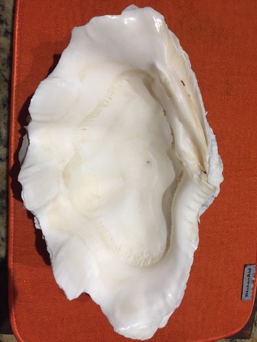 Large Natural Clam Shell Sea Shell 5 1/2 Lb