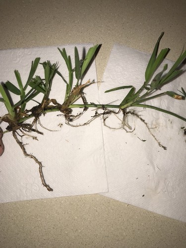 St Augustine Grass Sprigs With Roots (100 Count)