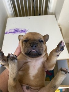 Red Staffordshire Bull Terrier Comes On Main Registration With