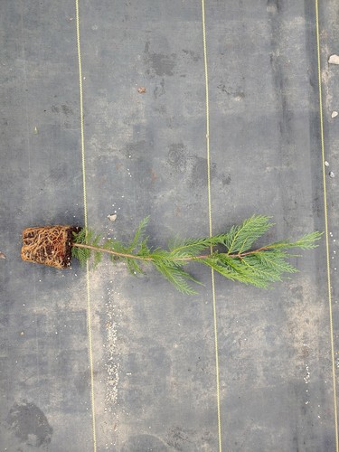 1 Leyland Cypress Tree Starter Tree Quart container 2ft Tall Live Plant Living