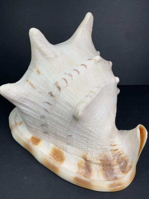 Real Large Horned Queen Helmet Conch Sea Shell 11.5”x7.5”x8” T 5lb 5oz