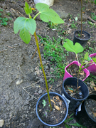 Fig trees pot plant Wantirna South Knox Area Preview