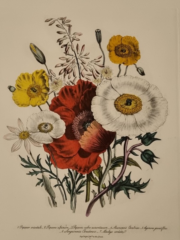 Rare Grande Gravure AquarellÃ©E SignÃ©E Fleurs 4/7  Day & Hagh Botanique