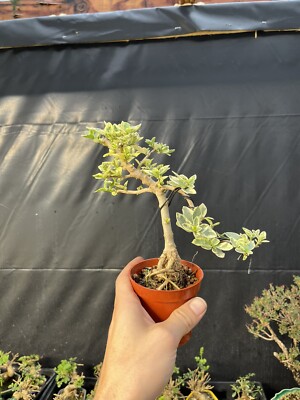 Premna Exposed Roots Bonsai Variegated