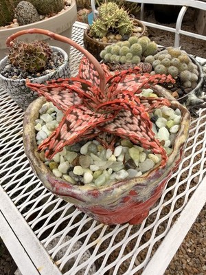 Agave parryi truncata 'Orizaba' Variegated Clone - Larger Size