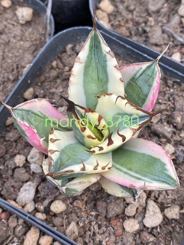 アガベ Agave titanota 'Snaggle Tooth' 180 Agave titanota 'Snaggle Tooth' – In The Country Garden