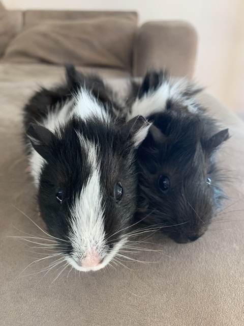 2x Male Abyssinian Guinea Pigs and Cage | Other Pets  