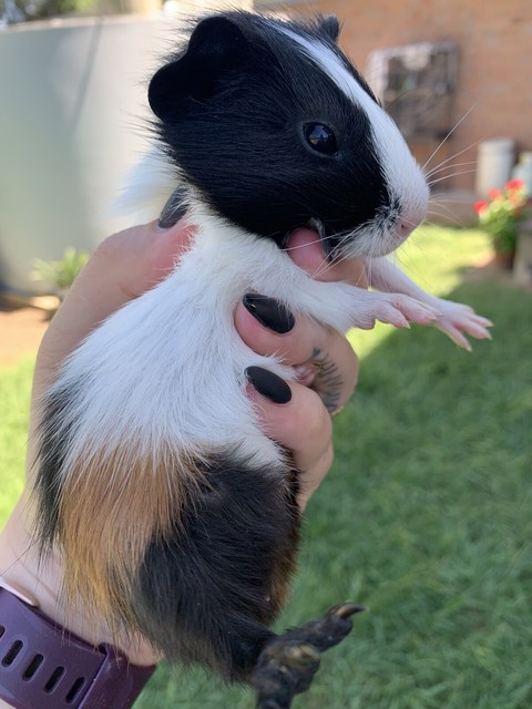 Baby boy Abyssinian guinea pigs | Other Pets | Gumtree  