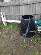 fruit tree,fig tree,peach tree,plum tree, Dandenong Greater Dandenong Preview