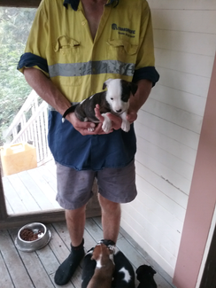 Wire Haired Jack Russell Puppies In Brisbane Region Qld Gumtree