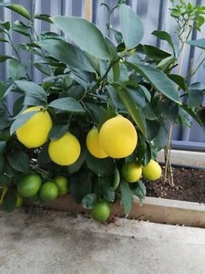 citrus meyer lime