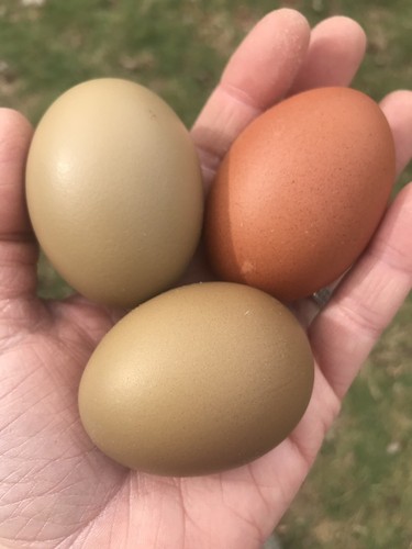 Olive Egger Fertile Eggs 12+