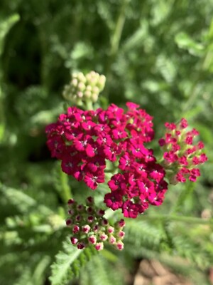 pretty pink Yarrow - Achillea Millefolium Perennial Bare Root Live Garden Plant