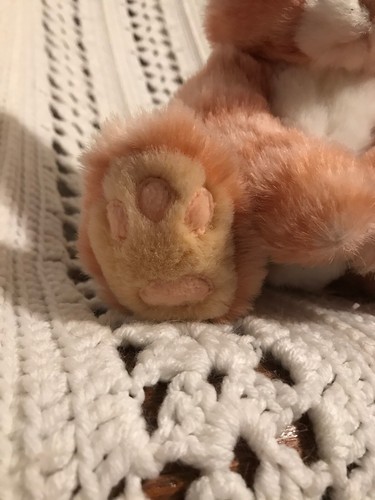 First Main KIT KAT Cat Orange Tabby Tiger Kitty Kitten 8