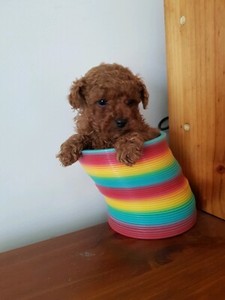 Tiny Red Toy Poodle Male Dogs Puppies Gumtree Australia Belconnen Area Latham