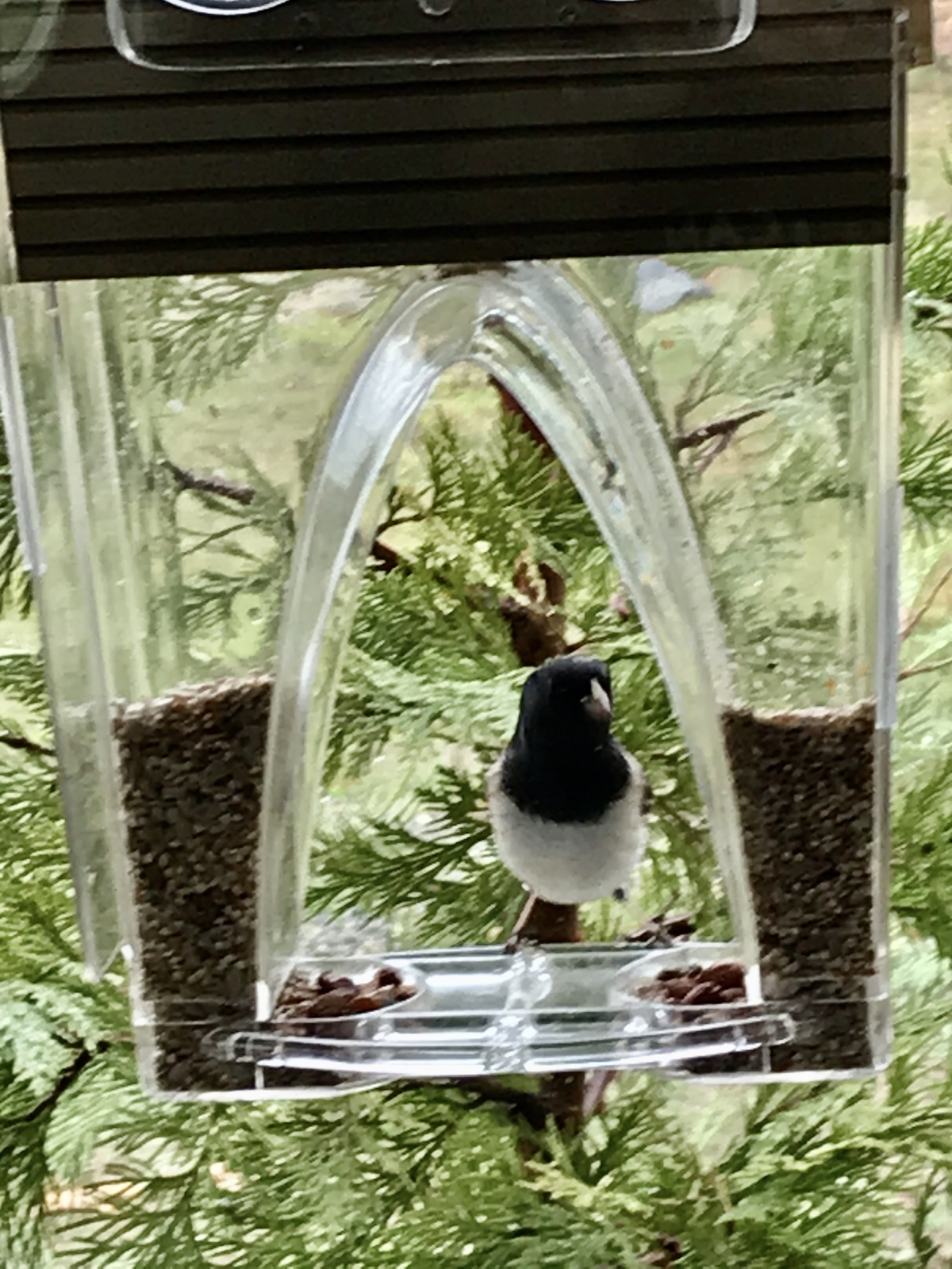 Clear Window Bird Feeder House See Through Nest Viewing Perspex Seed