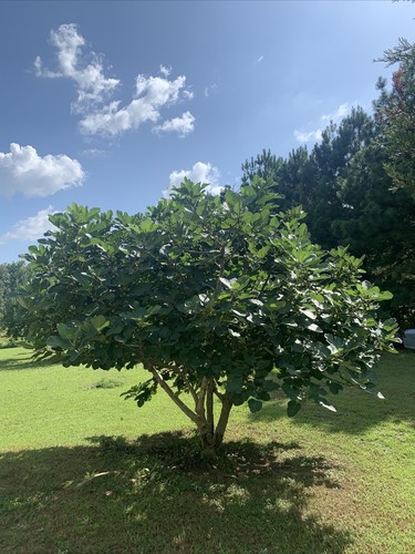 Hojas de Higo, Hojas/hierba de Higuera, Fig Leafs 1oz Natural Organic Mexican !