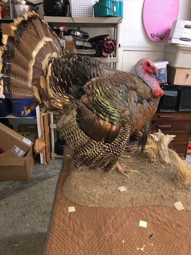 Full Wild Turkey Mount Vintage Taxadermy.