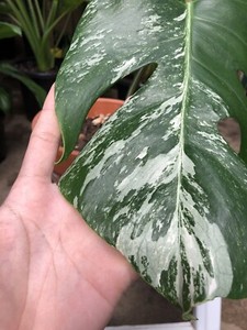 Variegated Albo Monstera Borsigiana One Leaf And Root Node Cutting Plants Gumtree Australia Melbourne City Melbourne Cbd 1262191211