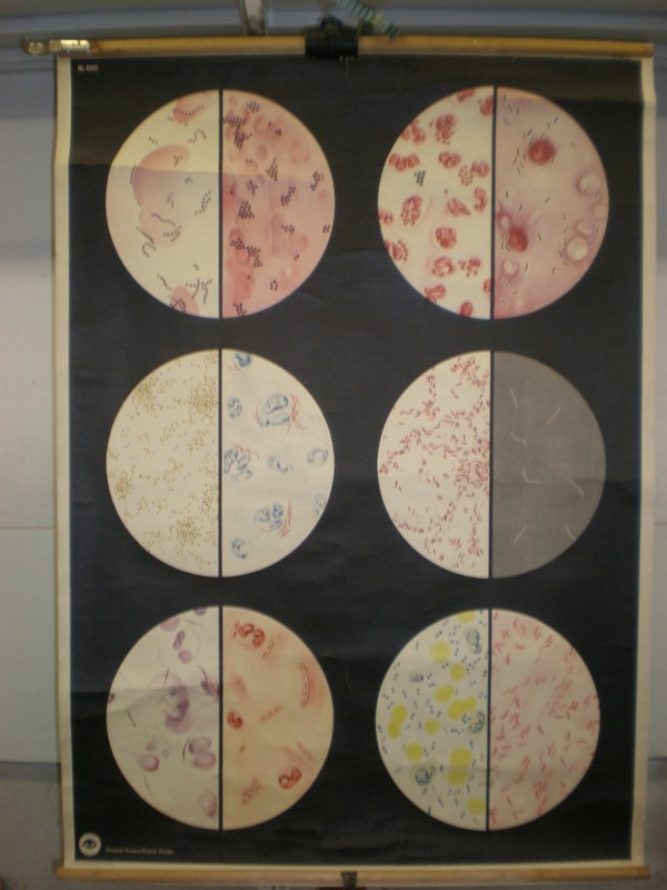 Krankheitserreger Kokken Spirellen Unterm Mkroskop ~1955 Schul-Wandbild 83x113cm