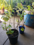 Black Currant and fig trees (see details below) Doncaster Manningham Area Preview