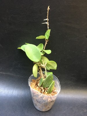 HOYA CV. MATHILDE SPECIES FRAGRANT BLOOMING SIZE PLANT CUTTING #2