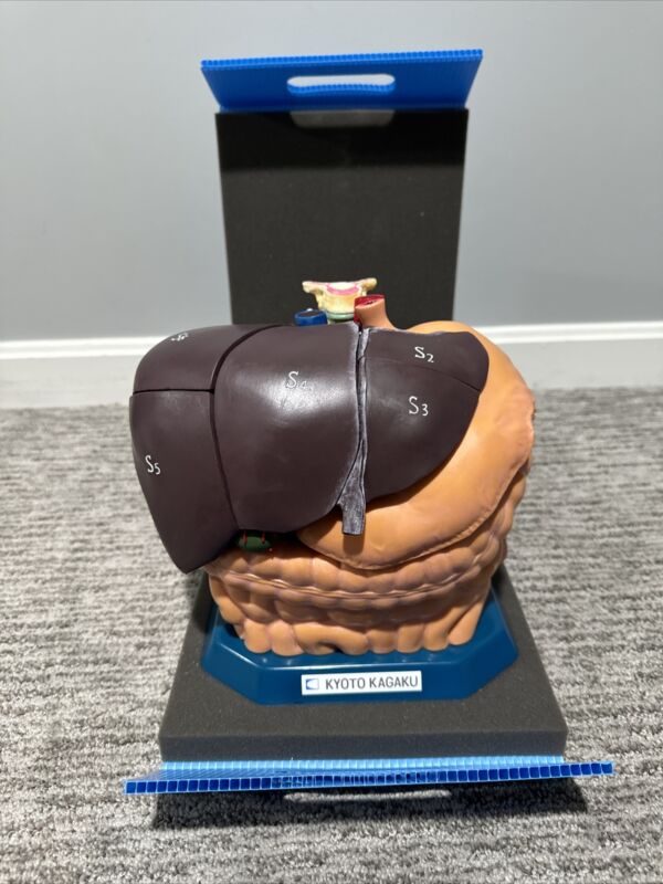Echo-zou Internal Organ Anatomical Model