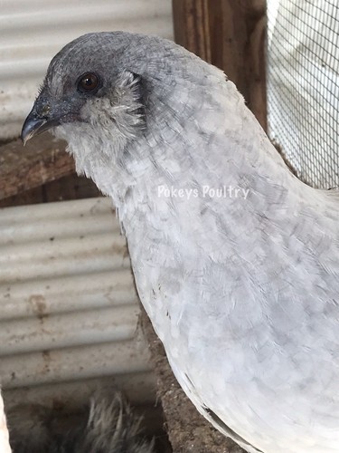 Lavender Fibromelanistic EE Large Fowl Hatching Eggs