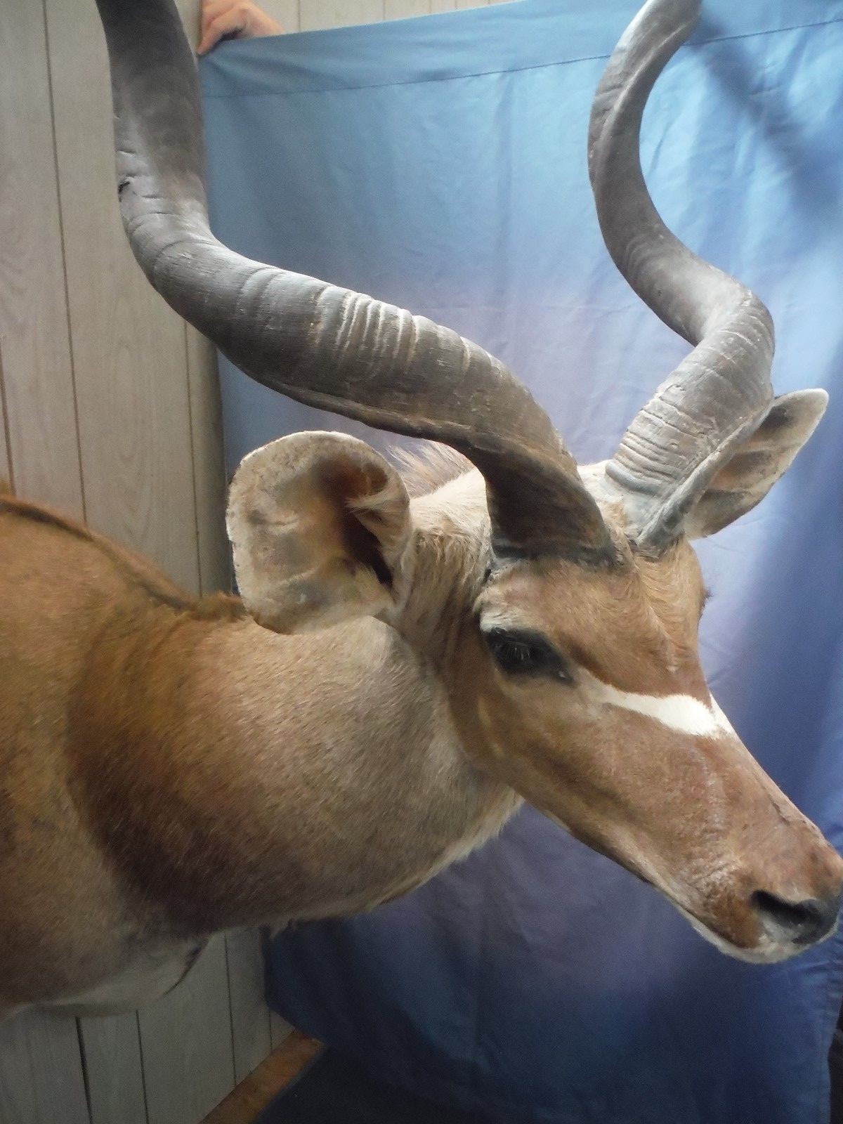 Awesome African Lesser Kudu Taxidermy Shoulder Mount Great Hide & Horns Amazing