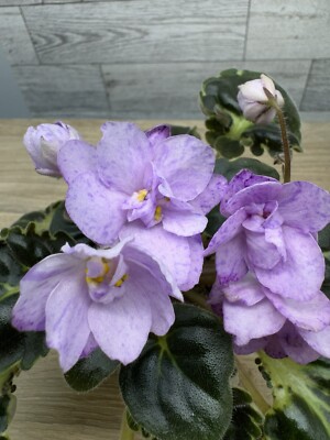 African Violet Plant   Loco Joe  Semiminiature Girl