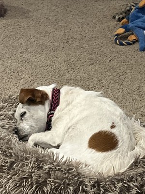 Artikelfoto(s) von einem verifizierten Käufer