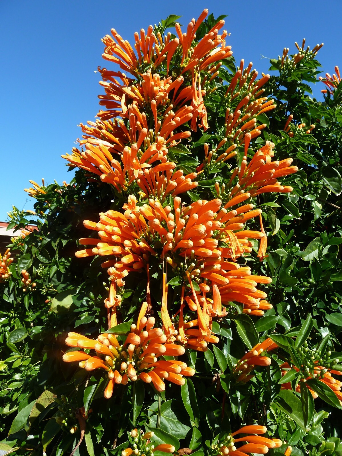 ~~FLORIDA FLAME~~Phyrostegia Vine SMALL Rooted Starter Plant~Hummingbird Heaven!