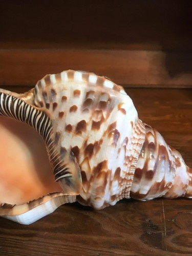 Pacific Triton Conch Sea Shell X Large 10