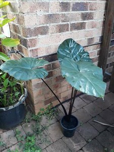nigra alocasia plumbea ear elephant buderim metres grows san part
