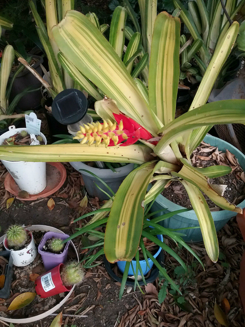 Large Bromelaide plants for sale | Plants | Gumtree Australia Lockyer