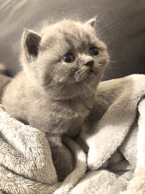 exotic shorthair kittens for sale gumtree