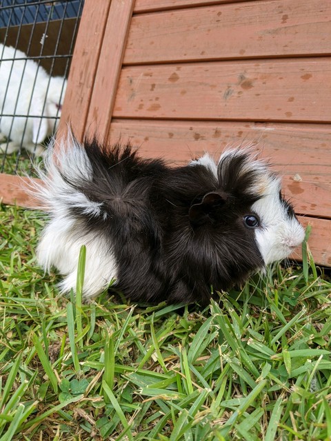 Abyssinian guinea pig 1 month old | Other Pets | Gumtree  