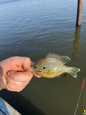 Bluegill Cut Bait for catfish and more