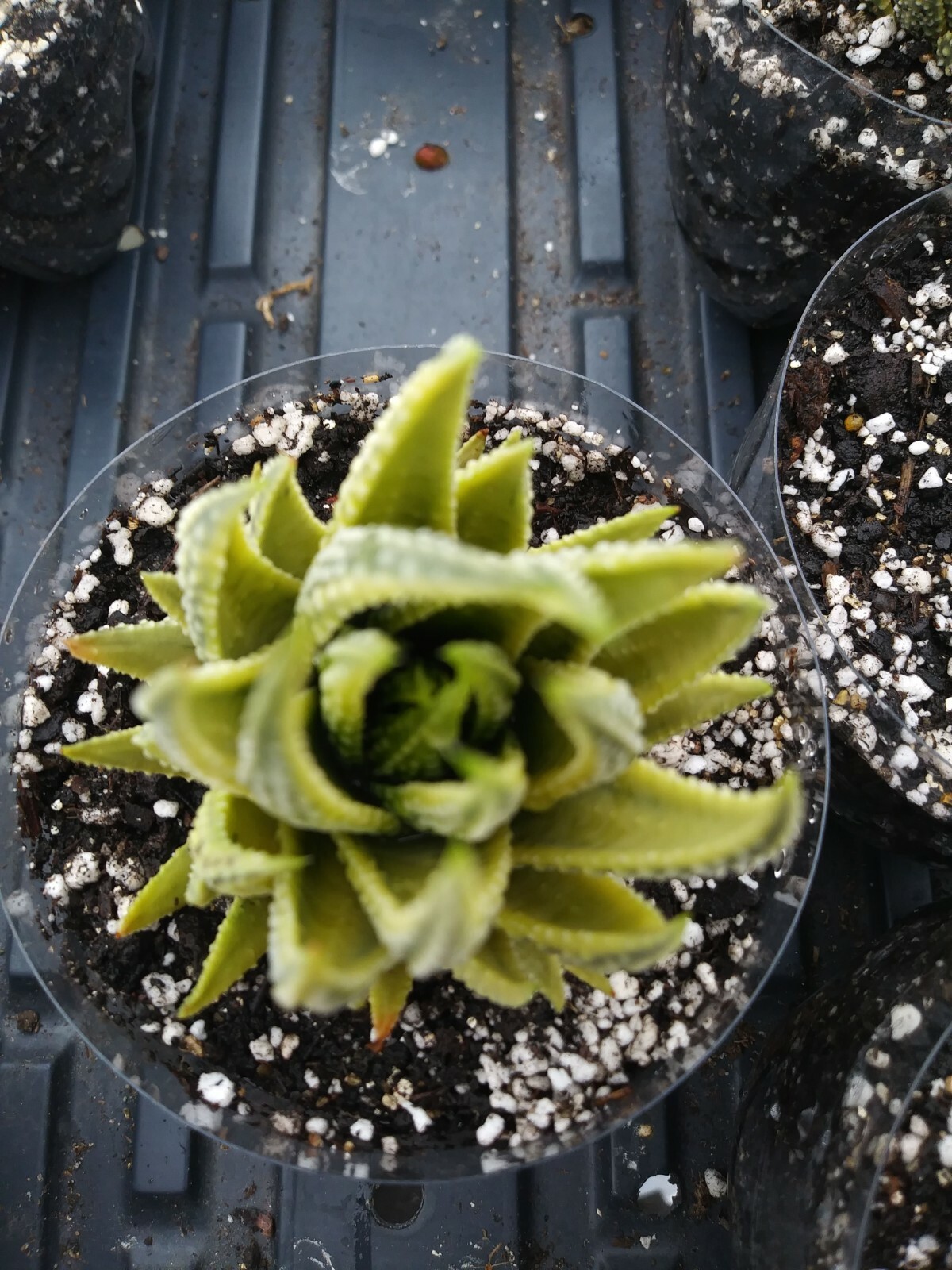 Haworthia Pumila Aura - The reverse variegation!!