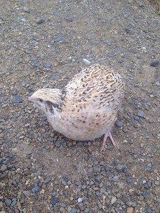 quails sale in Victoria | Gumtree Australia Free Local Classifieds