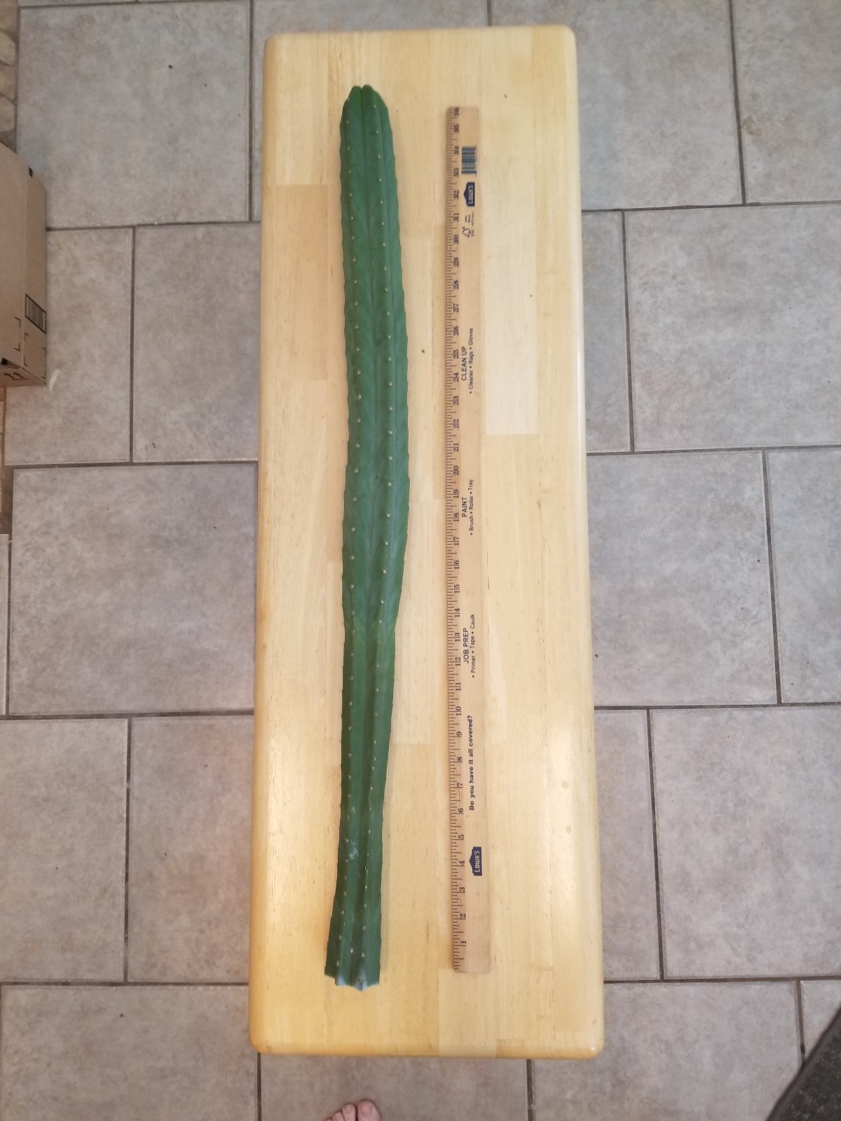 San Pedro Cactus Trichocereus Pachanoi Plant Cutting Echinopsis 36 inches