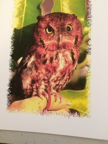 Owl Notepaper 6 Designs With Envelopes