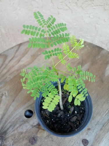 Delonix Regia Royal poinciana pre bonsai tree