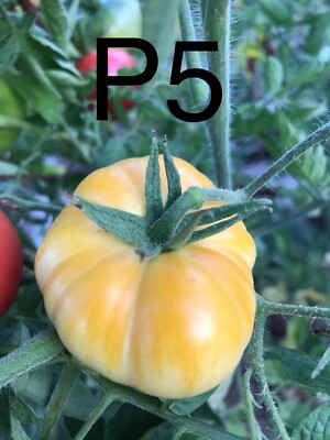 graine / seed tomate taille grosse variété "PERLE DE LAIT" (frais port unique)