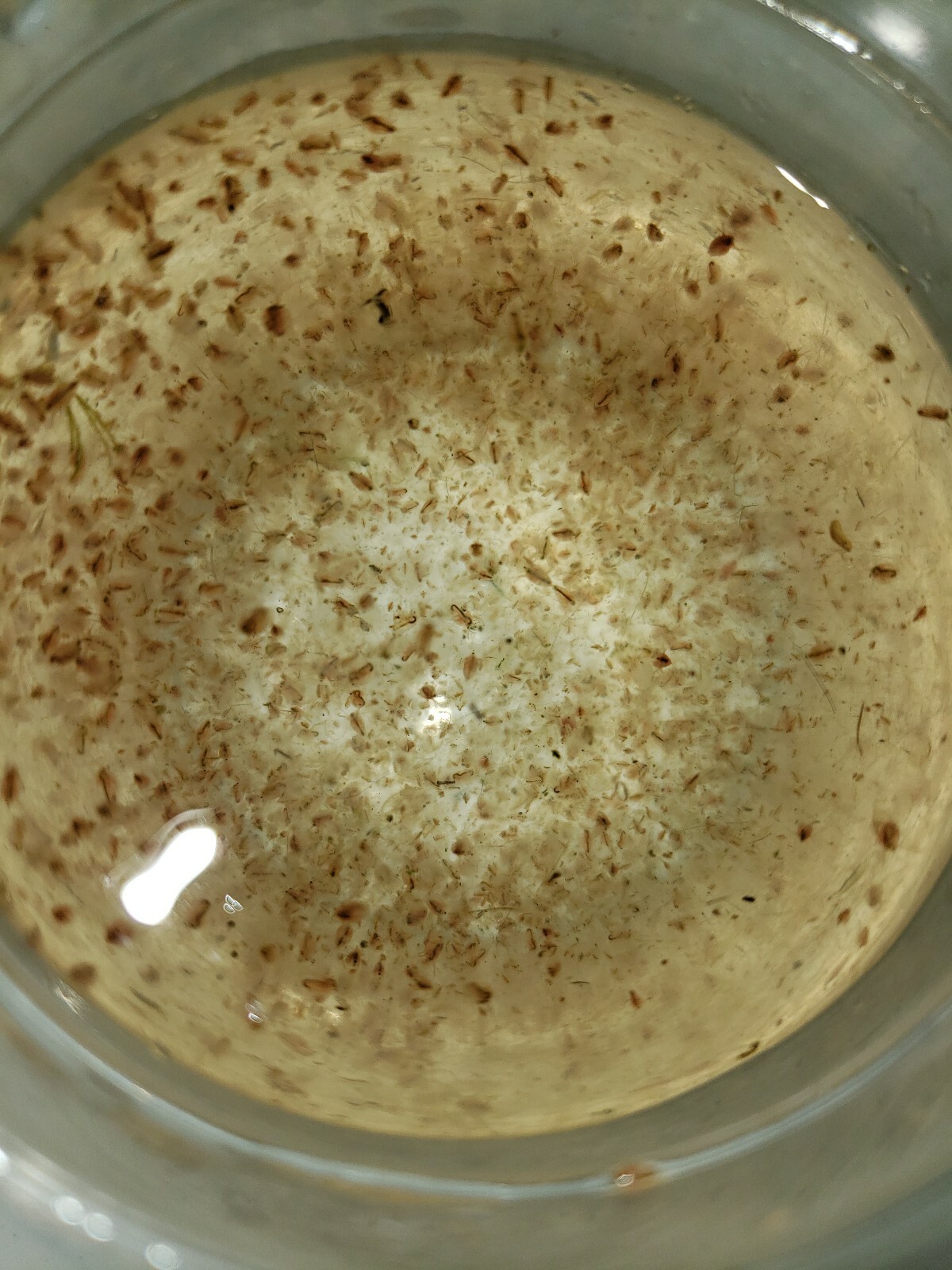 2100  live Russian Red daphnia culture ...