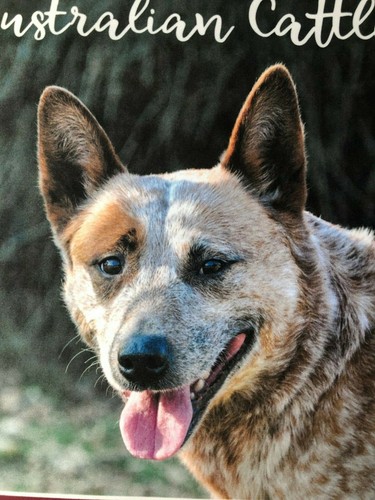 Australian Cattle Dog tea-towel