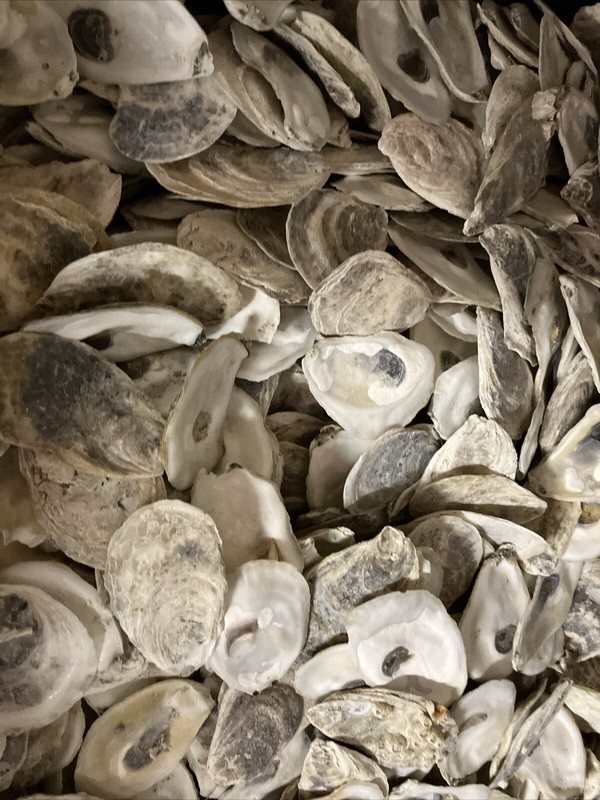 Oyster Shells Flats Bag Of 100, Cleaned 2”-4+”, Great for
